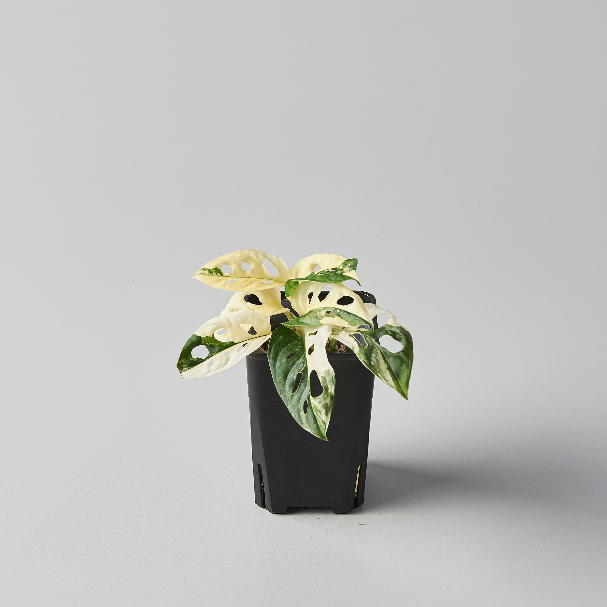 Monstera adansonii albo-variegata – The Botanical Assembly