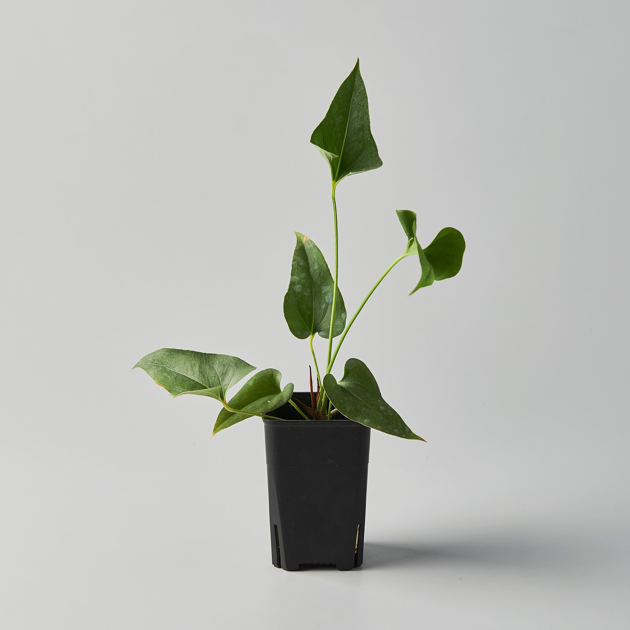 anthurium brownii 5 Anthurium brownii – The Botanical Assembly