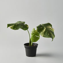 Load image into Gallery viewer, Monstera deliciosa 'Thai Constellation' Select Form