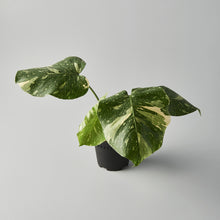 Load image into Gallery viewer, Monstera deliciosa 'Thai Constellation' Select Form