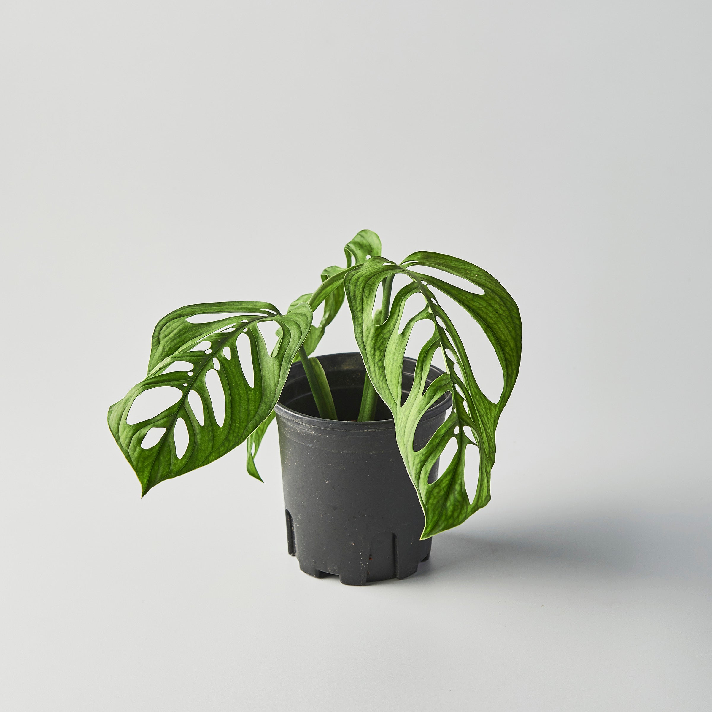 Monstera esqueleto – The Botanical Assembly