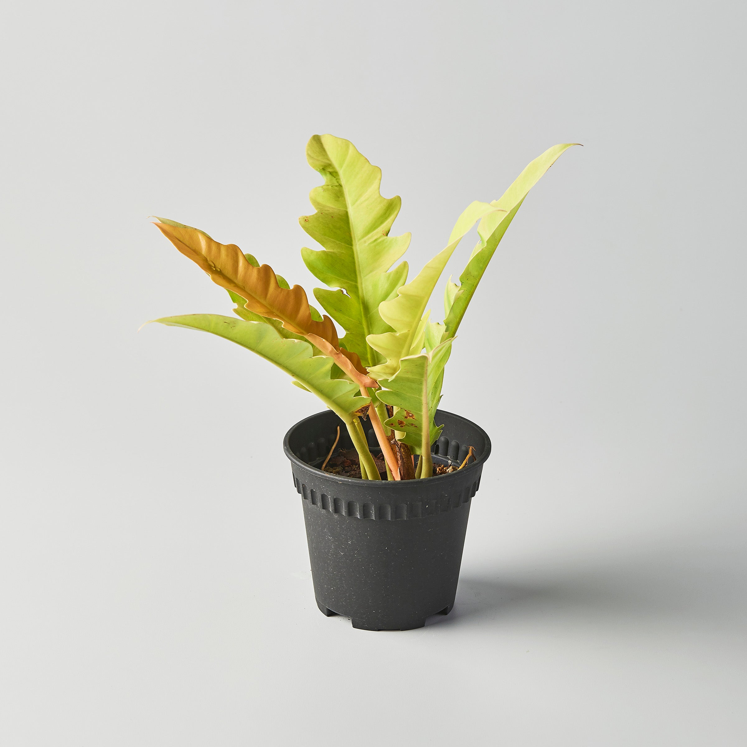 Philodendron 'Ring Of Fire' Aurea – The Botanical Assembly