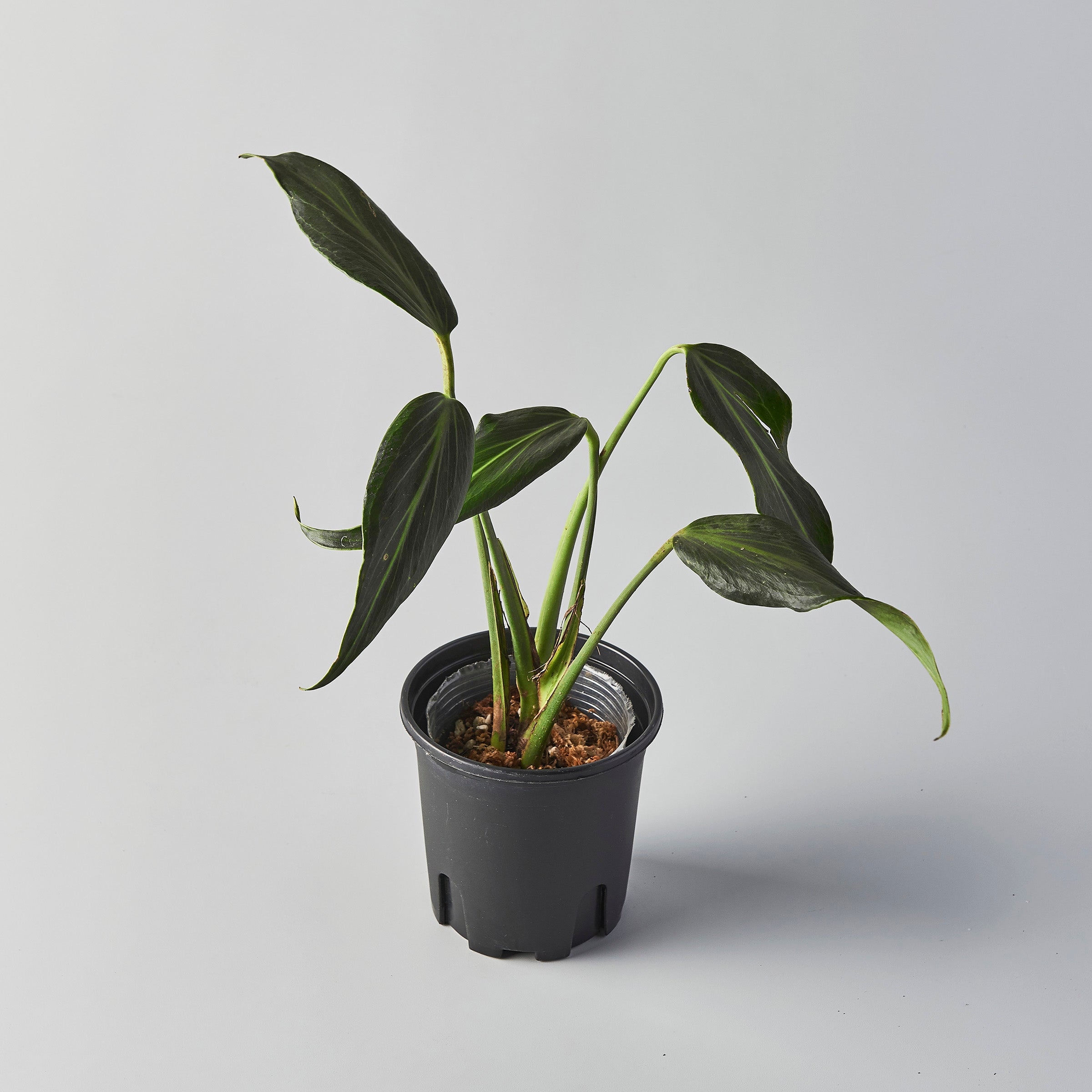 その他観葉植物 Monstera burle marx's flame Monstera Burle Marx Flame | medium – Costa Farms