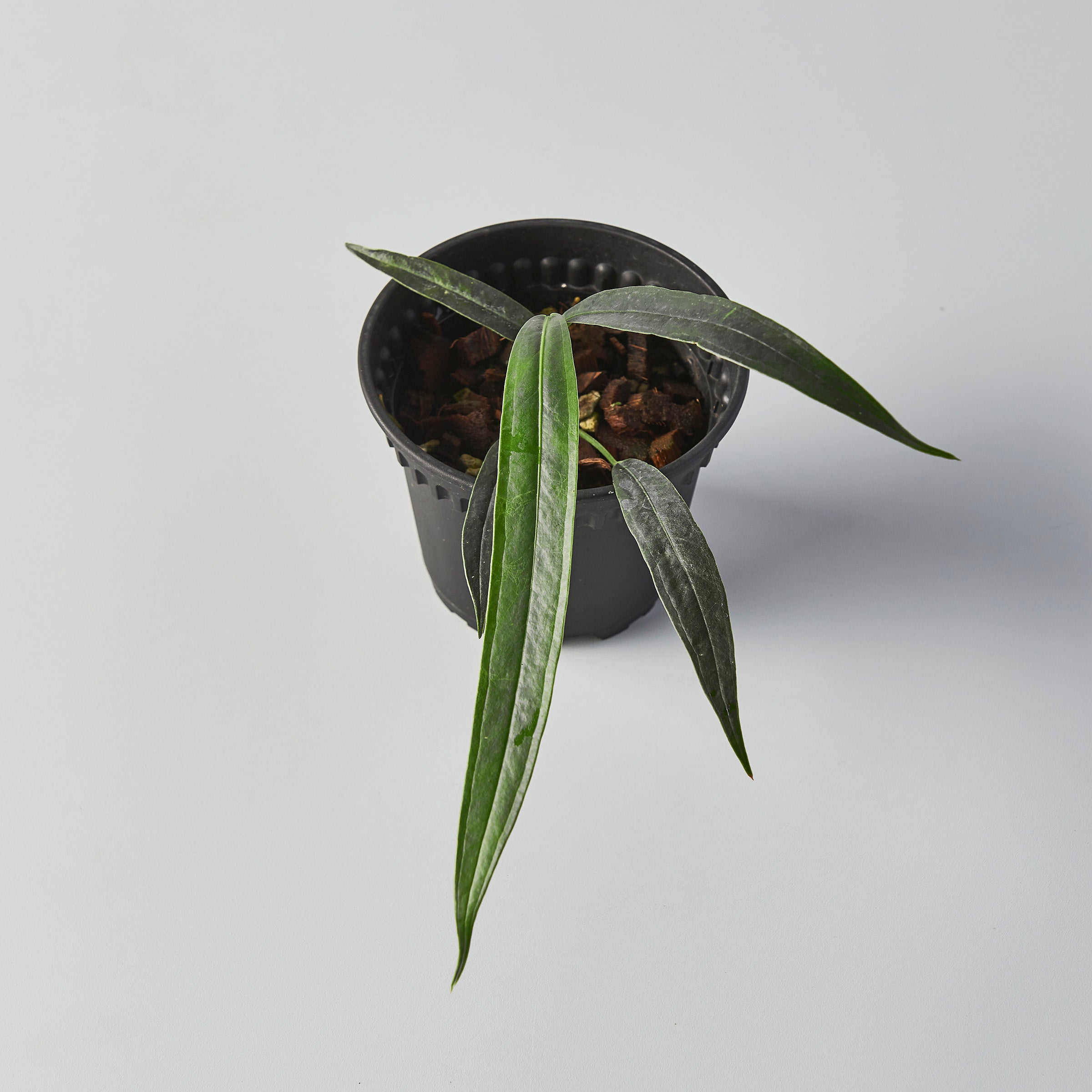 Anthurium bakeri – The Botanical Assembly