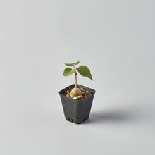 Load image into Gallery viewer, Ficus petiolaris (Seed Grown)