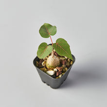 Load image into Gallery viewer, Ficus petiolaris (Seed Grown)