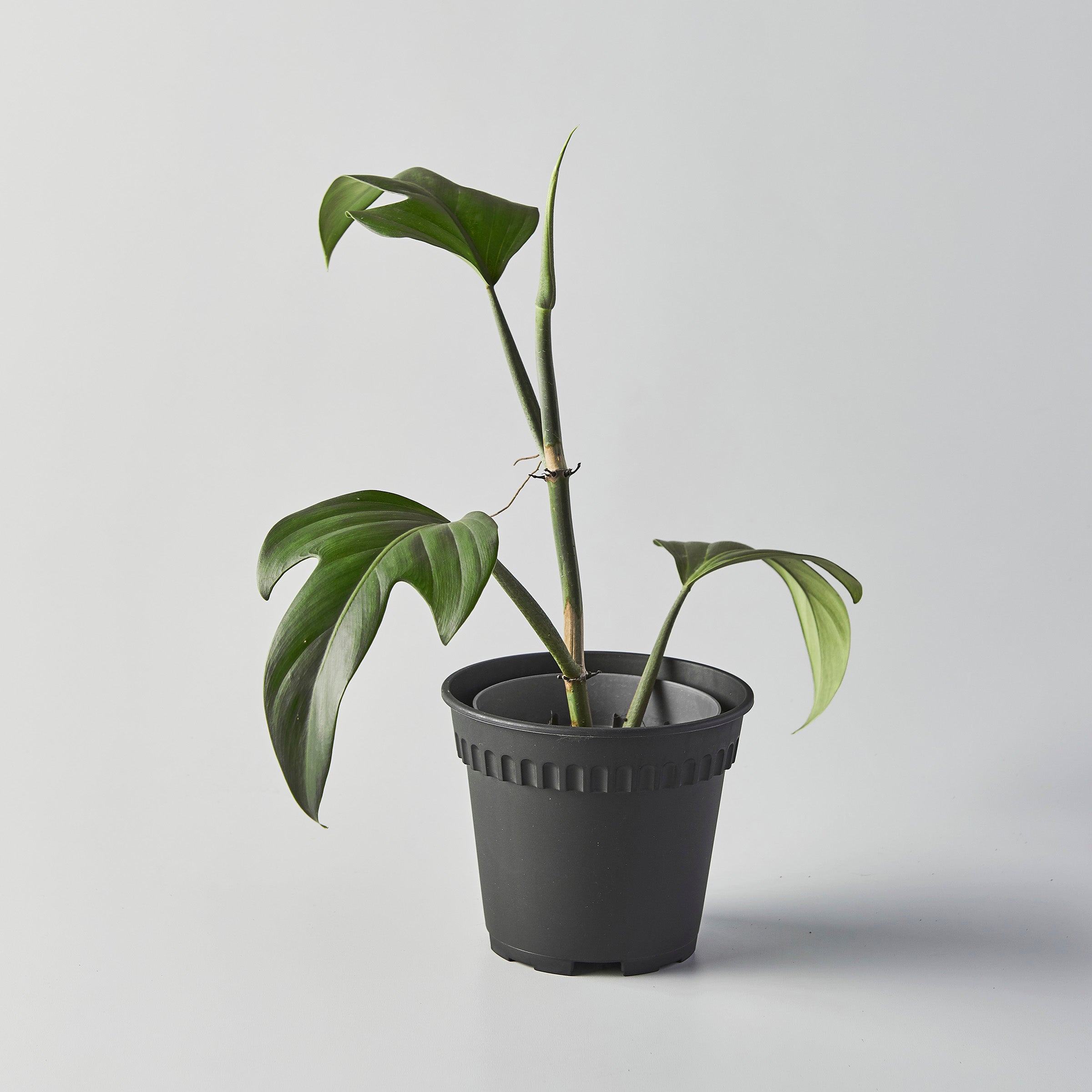 philodendron panduriforme hybrid Philodendron panduriforme – The Botanical Assembly