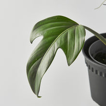 Load image into Gallery viewer, Philodendron panduriforme