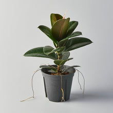 Load image into Gallery viewer, Ficus elastica 'Robusta'
