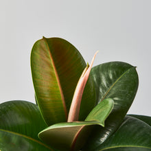 Load image into Gallery viewer, Ficus elastica 'Robusta'
