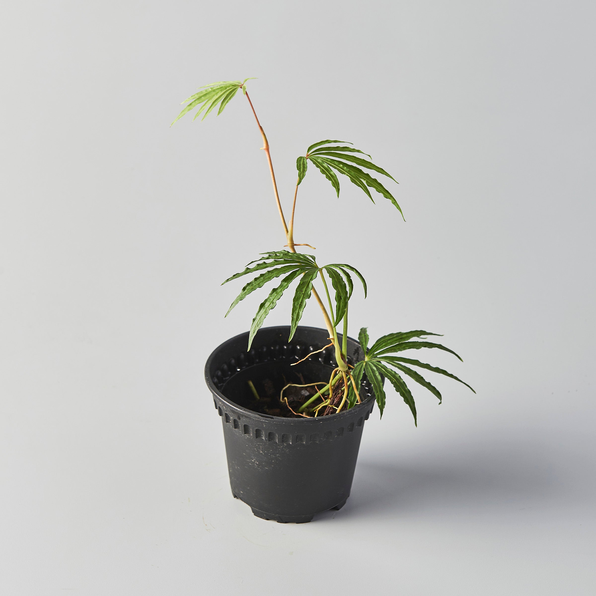 Anthurium polyschistum – The Botanical Assembly