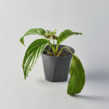 Load image into Gallery viewer, Tacca sp.