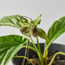 Load image into Gallery viewer, Tacca sp.