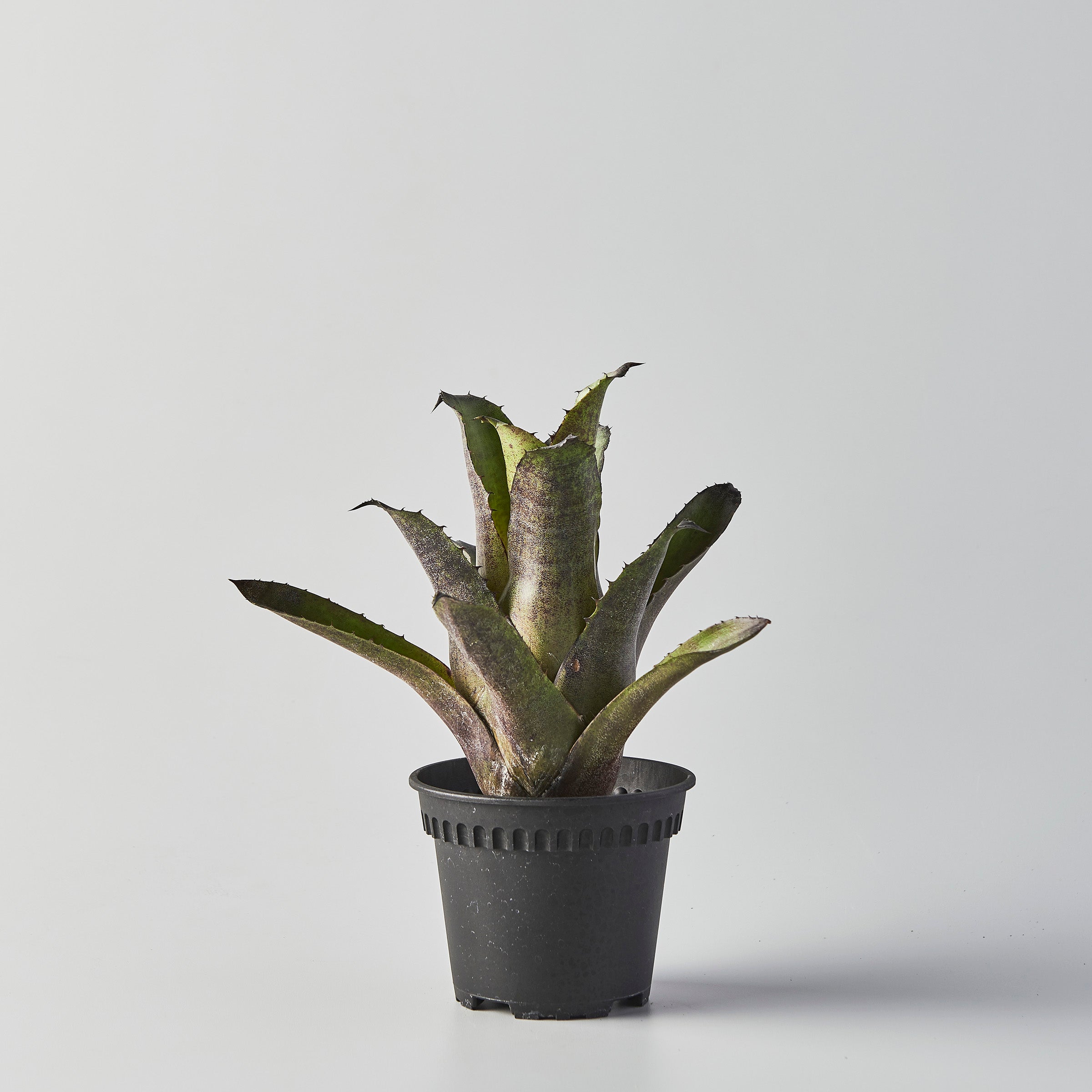 Hohenbergia Leopoldo Horstii 特大 Hohenbergia leopoldo horstii DS 特大株 Hohenbergia leopoldo