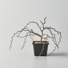 Load image into Gallery viewer, Decarya madagascariensis