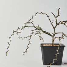 Load image into Gallery viewer, Decarya madagascariensis