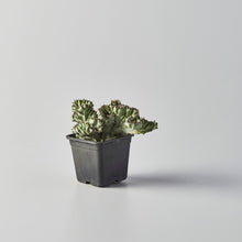 Load image into Gallery viewer, Euphorbia lactea 'White Ghost Cristata'