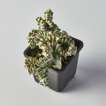 Load image into Gallery viewer, Euphorbia lactea 'White Ghost Cristata'
