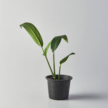 Load image into Gallery viewer, Epipremnum falcifolium