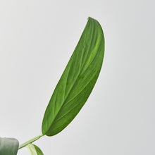 Load image into Gallery viewer, Epipremnum falcifolium