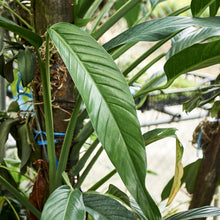 Load image into Gallery viewer, Epipremnum falcifolium