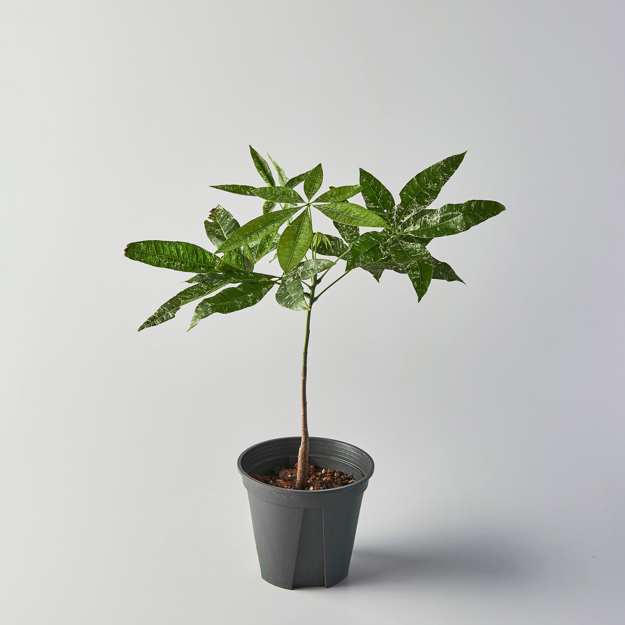 Pachira aquatica variegata – The Botanical Assembly