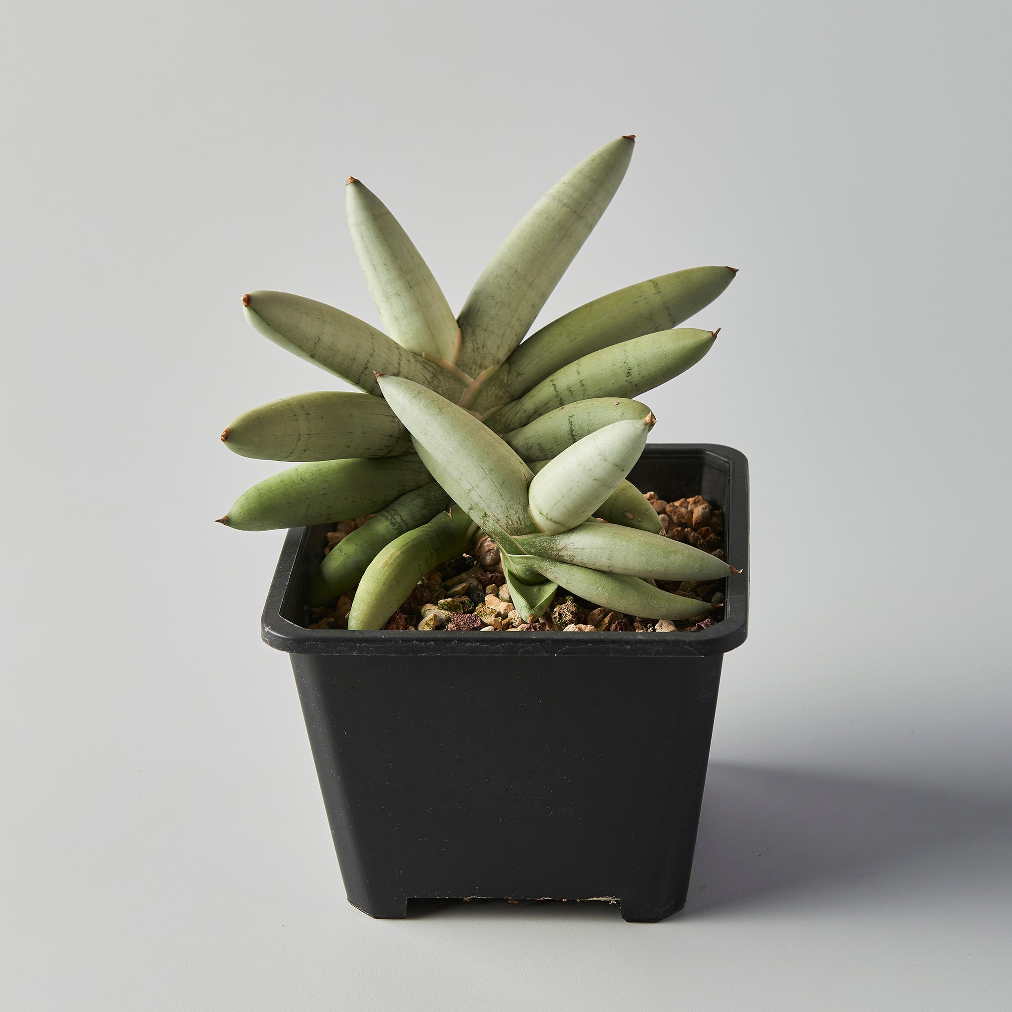 Sansevieria boncel 'Platinum' – The Botanical Assembly