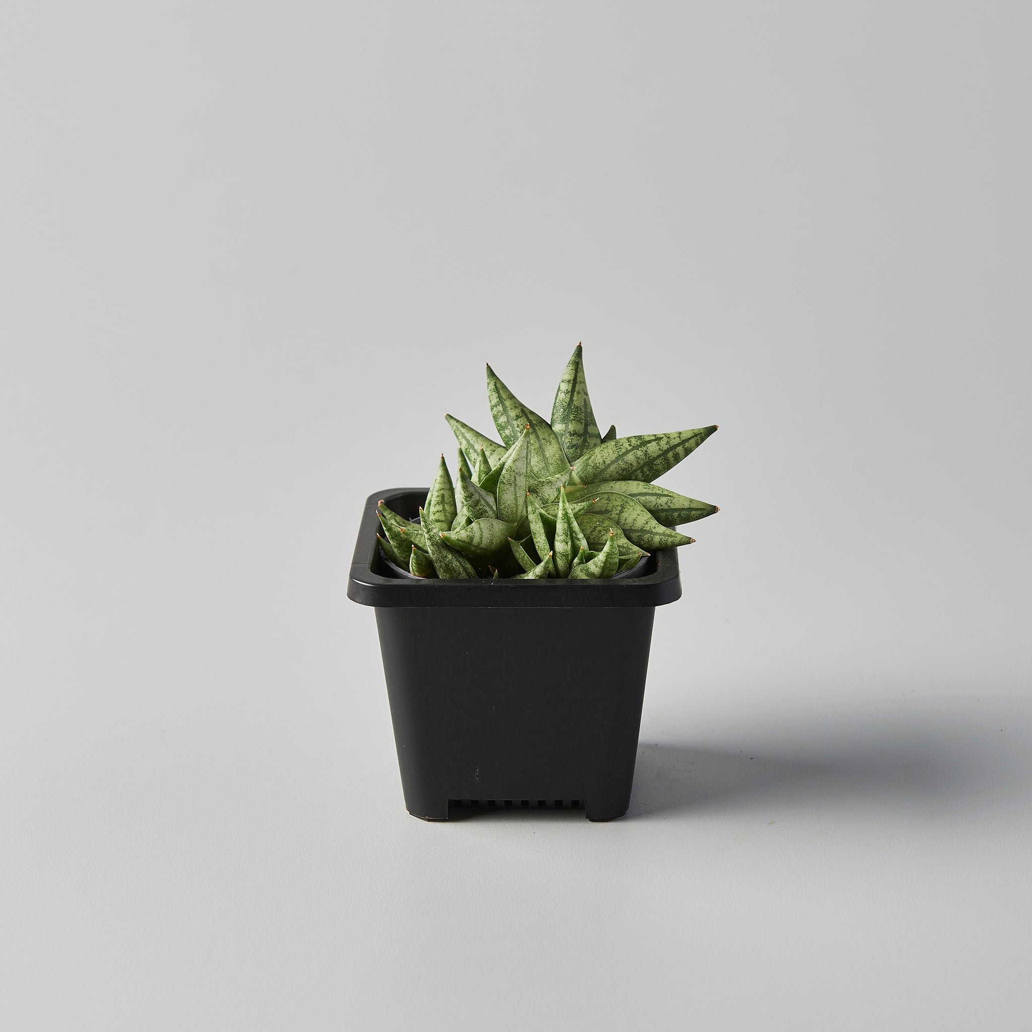 Sansevieria boncel 'mini' – The Botanical Assembly