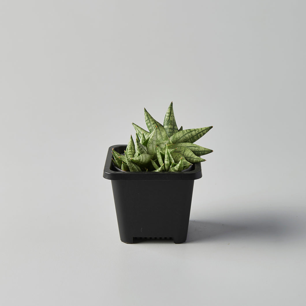 smallest sansevieria Sansevieria boncel 'mini' – The Botanical Assembly
