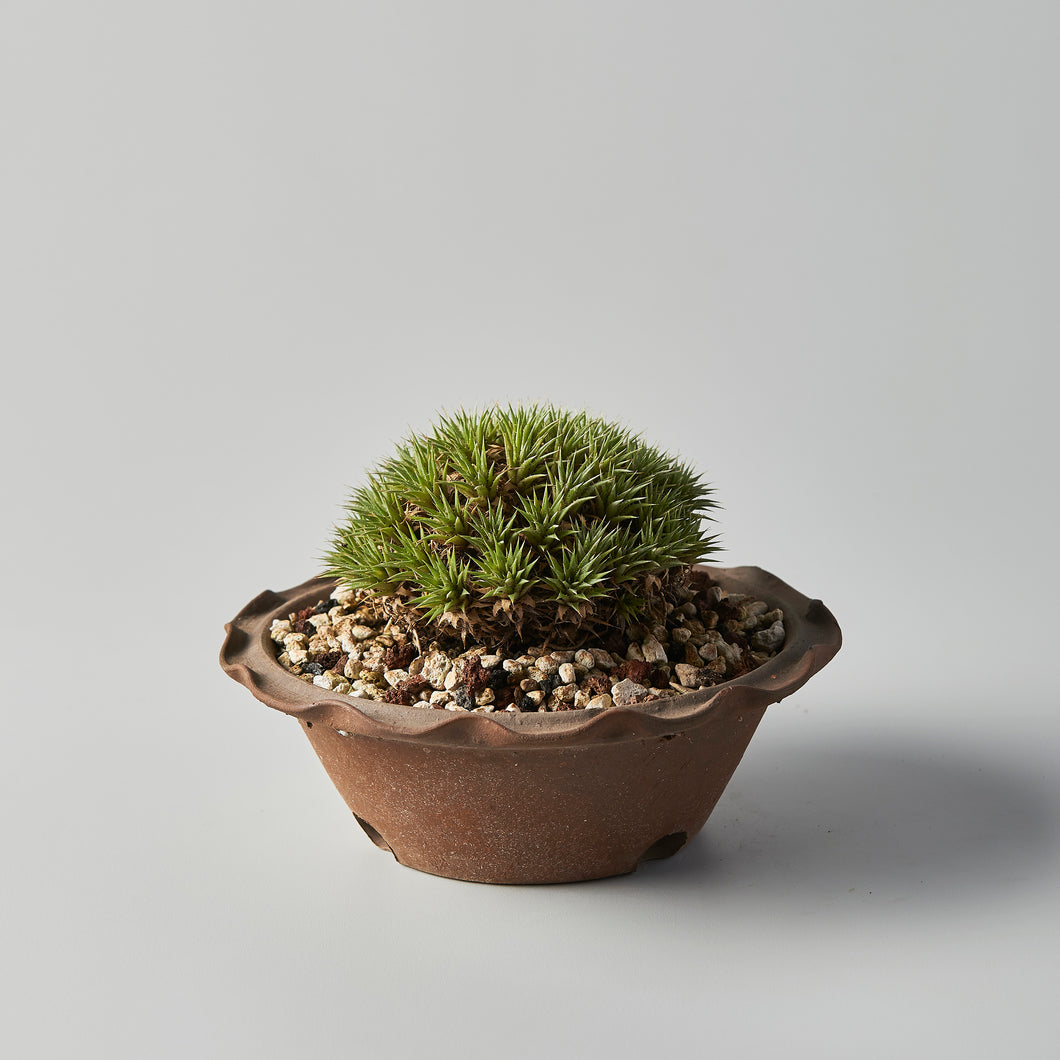 Deuterocohnia brevifolia