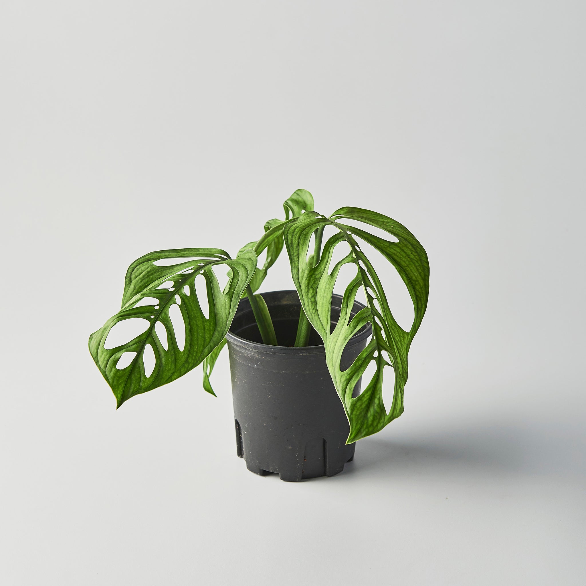Monstera esqueleto – The Botanical Assembly