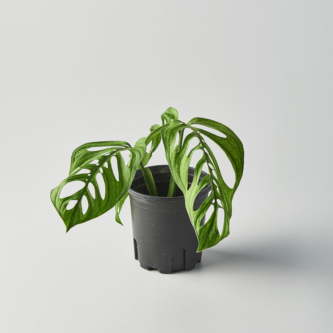 monstera esqueleto vs adansonii Monstera esqueleto – The Botanical Assembly
