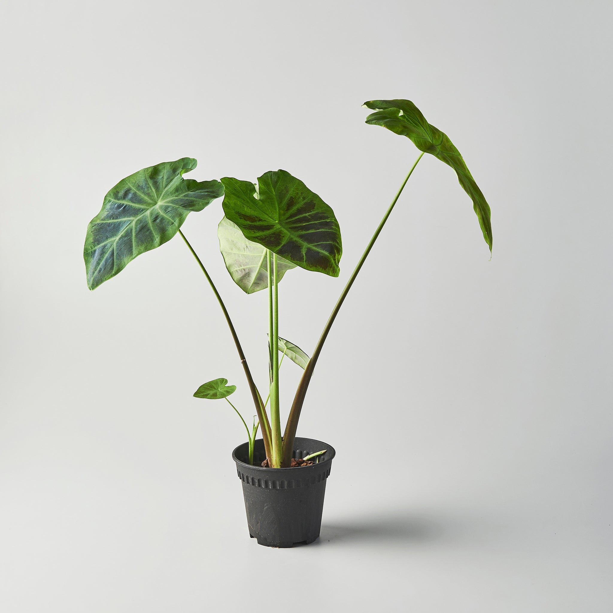 illustris elephant ear indoor plant Colocasia 'Illustris' – The Botanical Assembly