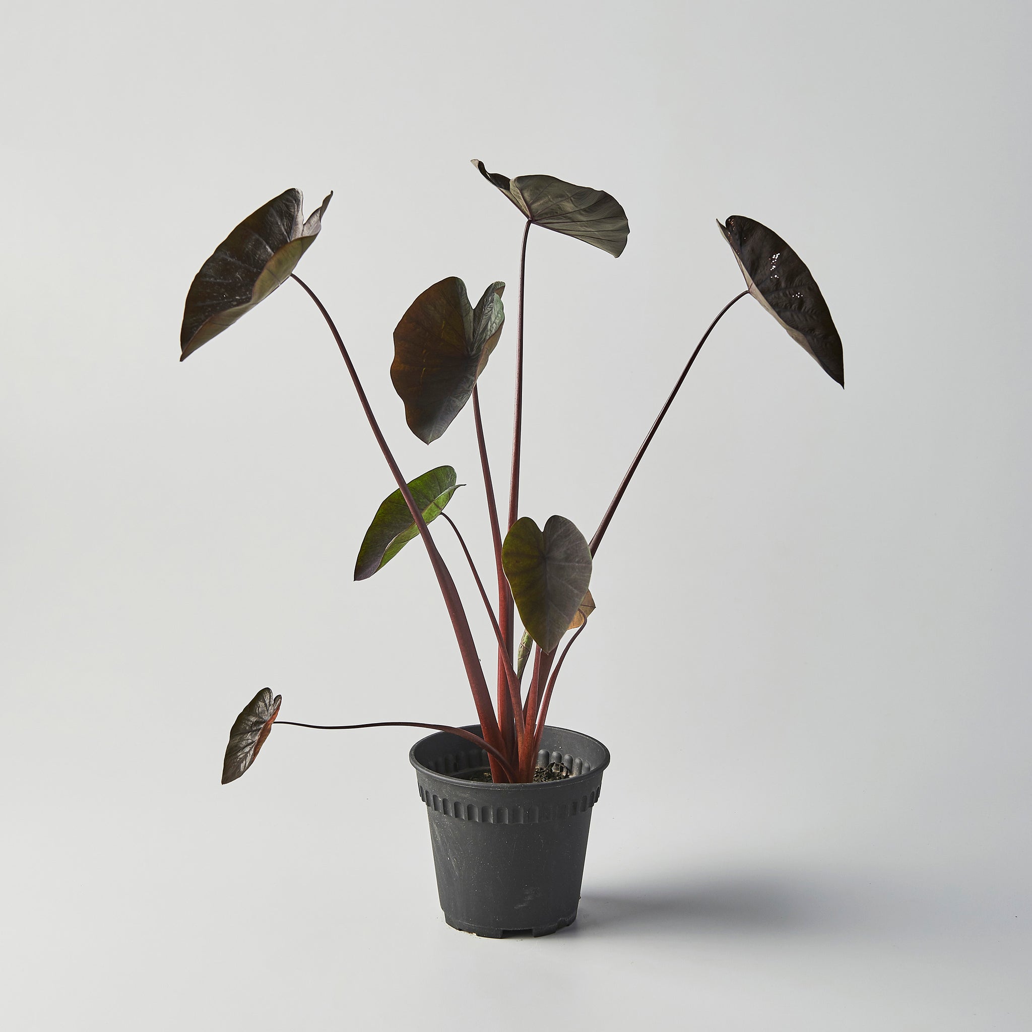 black magic plant indoors Colocasia 'Black Coral' – The Botanical Assembly
