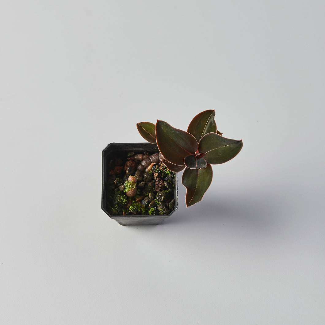Ludisia discolor var nigrescens
