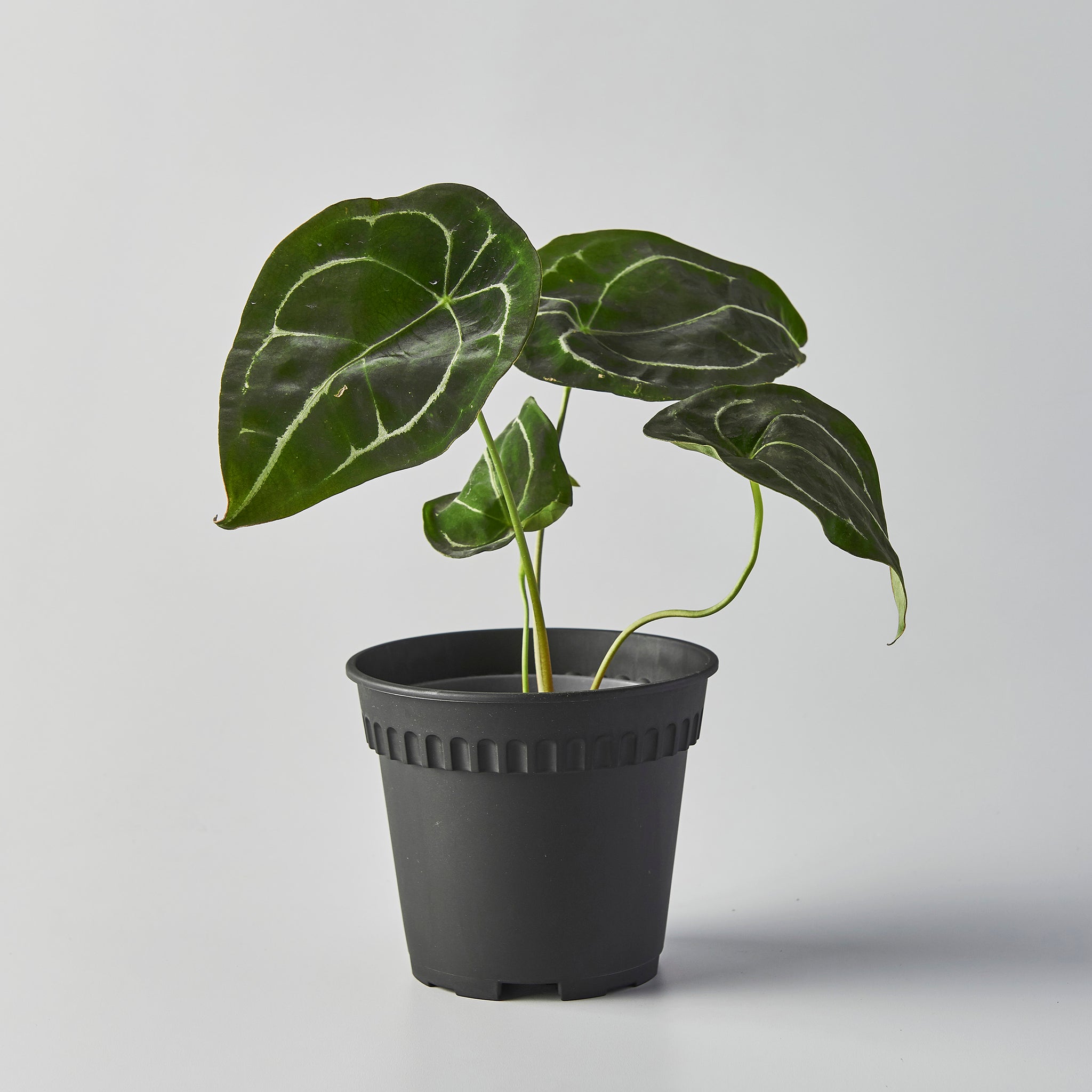 anthurium forgetii mature Anthurium forgetii – The Botanical Assembly