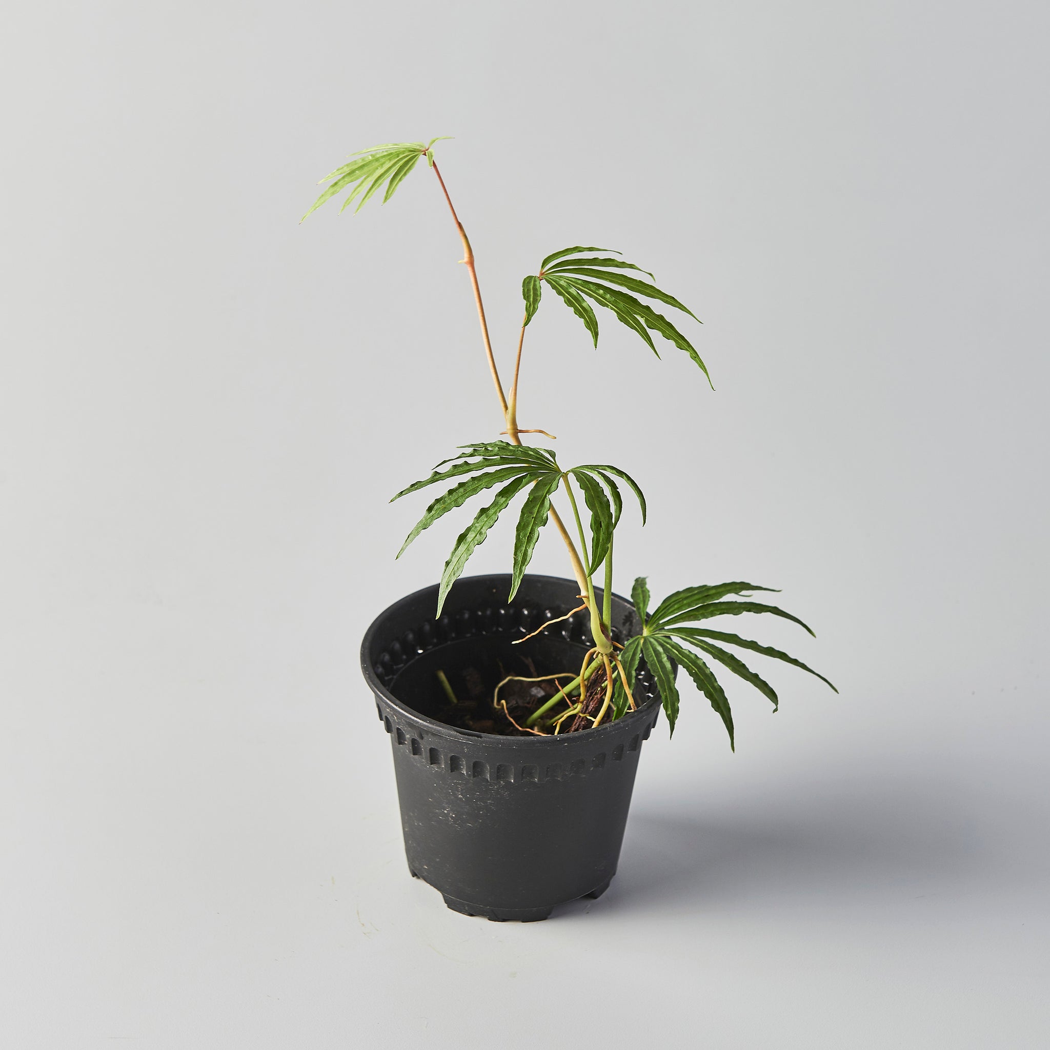 Anthurium polyschistum – The Botanical Assembly