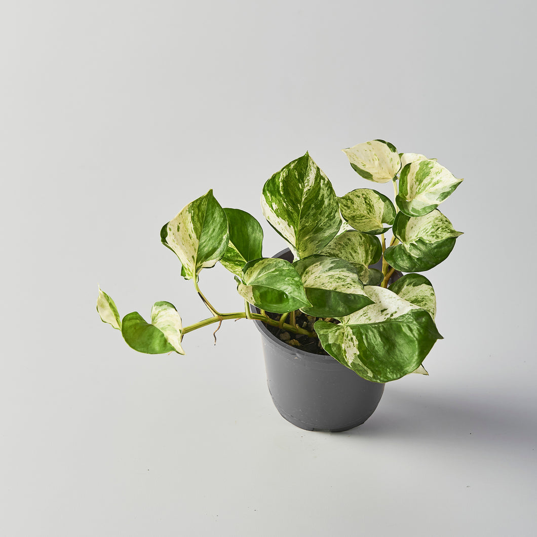 Epipremnum 'Manjula'