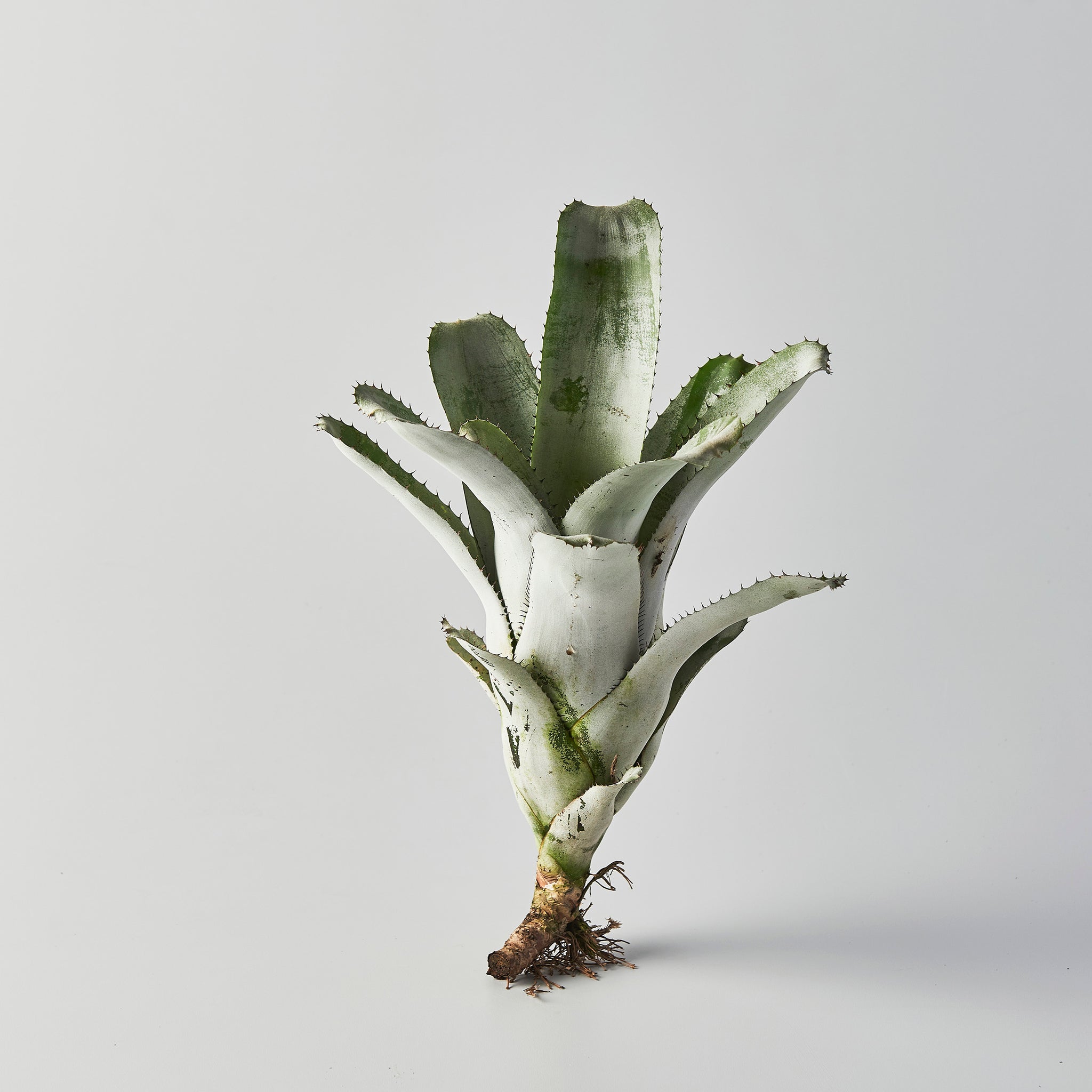 ブロメリア・エアープランツ T. barfussii Type Collection Clone